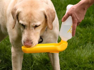 Portable dog water bottle 